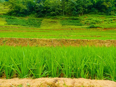 越南北山SapaChapa附近的老挝稻图片