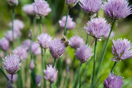 春鲜细香葱与蜜蜂授粉生态图片