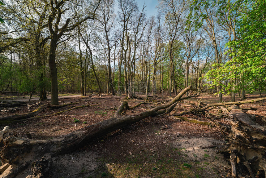 在荷兰滑水沙丘的森林里图片
