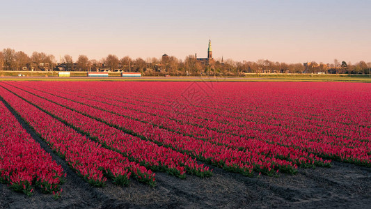 荷兰美丽的红色花田图片