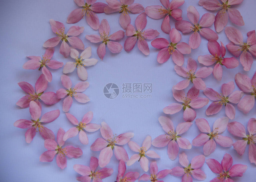 蓝色背景的春树花和粉红色花瓣图片