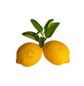 新鲜黄成熟柠檬水果和绿叶白底孤立于白底图片