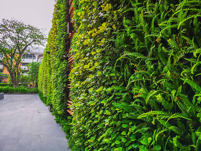 绿叶和室外植物的绿色垂直花园墙图片