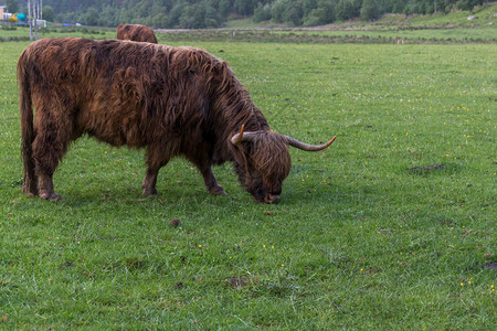 长发的苏格兰奶牛在图片