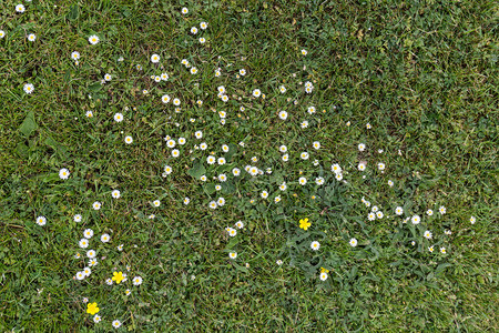 绿草地里满是白菊花图片