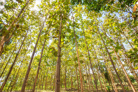 绿色茶叶树林阳光浅的绿树图片