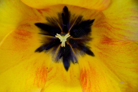 在黄色的郁金香花中拍摄了一张特写图片图片