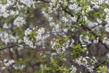 春天鸟樱桃树的白花图片