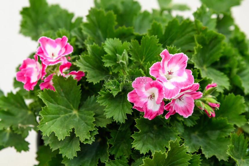 花园中盆栽中鲜艳的粉色天竺葵花图片
