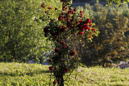 花园里的春天红玫瑰图片