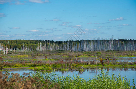 俄罗斯中部沼泽图片