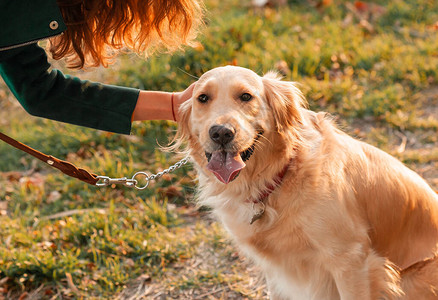 金色猎犬和卷发女狗在阳光明媚的一天外出散步在公园训练狗图片