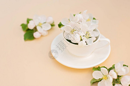 白春苹果树花在咖啡杯里盛开的花朵图片