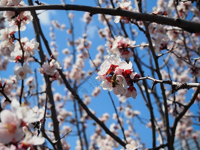 蜜蜂从杏春背景的花朵中采集花蜜图片