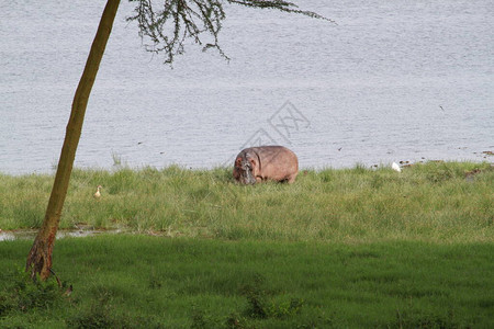 肯尼亚纳库鲁湖公园水面旁的图片