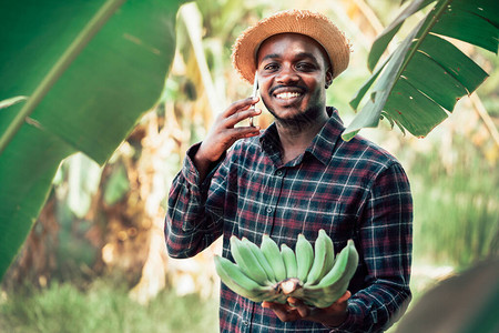 非洲农民在有机农场以微笑和快乐的心情谈论智能手机和香蕉农业或种植图片
