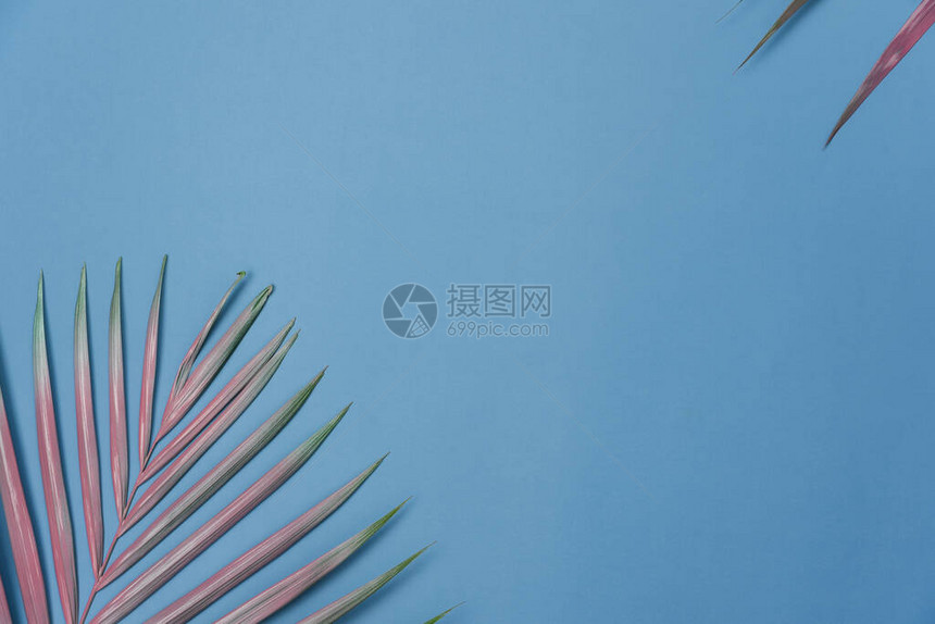 夏季假期背景概念的桌面视图空中图像现代乡村蓝纸背景上的平躺椰子或棕榈叶创意设计的可用空间模图片