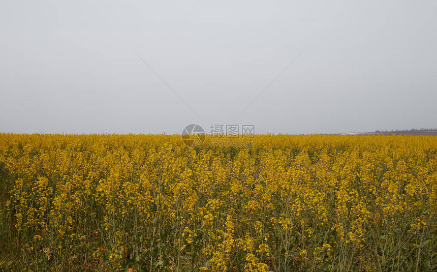 春天的油菜花田图片