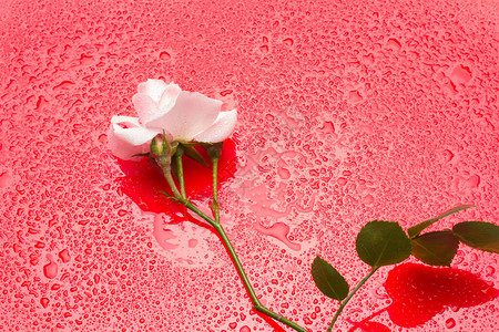 象征爱情浪漫主义的花具有很多象征意义的春花在任何庆祝活动中图片