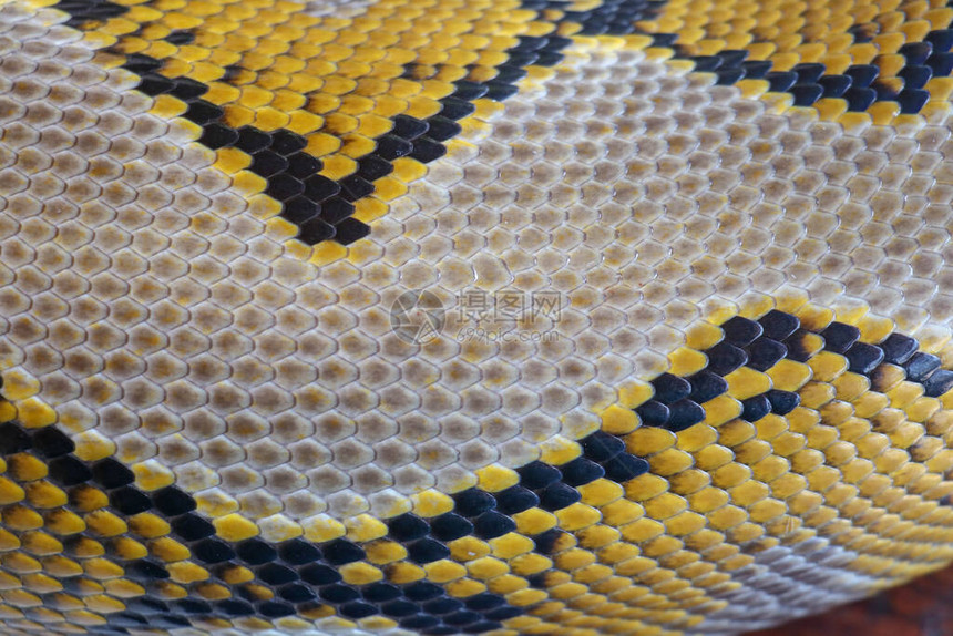 关闭用于背景的蛇皮纹理网纹蟒是原产于南亚和东南亚的无毒蛇背景的宏观照片蟒蛇皮肤图片