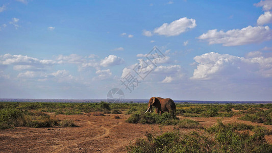 非洲热带草原一片孤单的大象在绿林中行图片