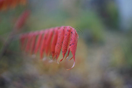 aucuparia的红秋叶图片