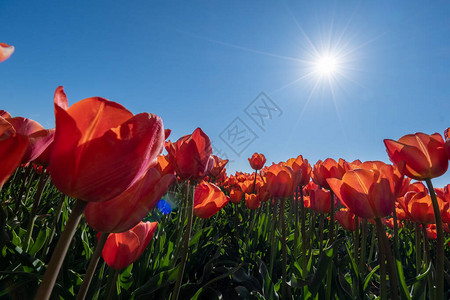 红橙色郁金香花诺多奥斯托波尔德荷兰莱高清图片