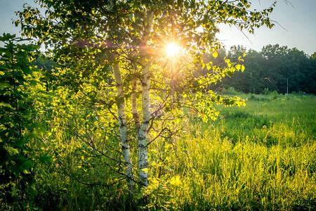 夏季白桦林的日落图片