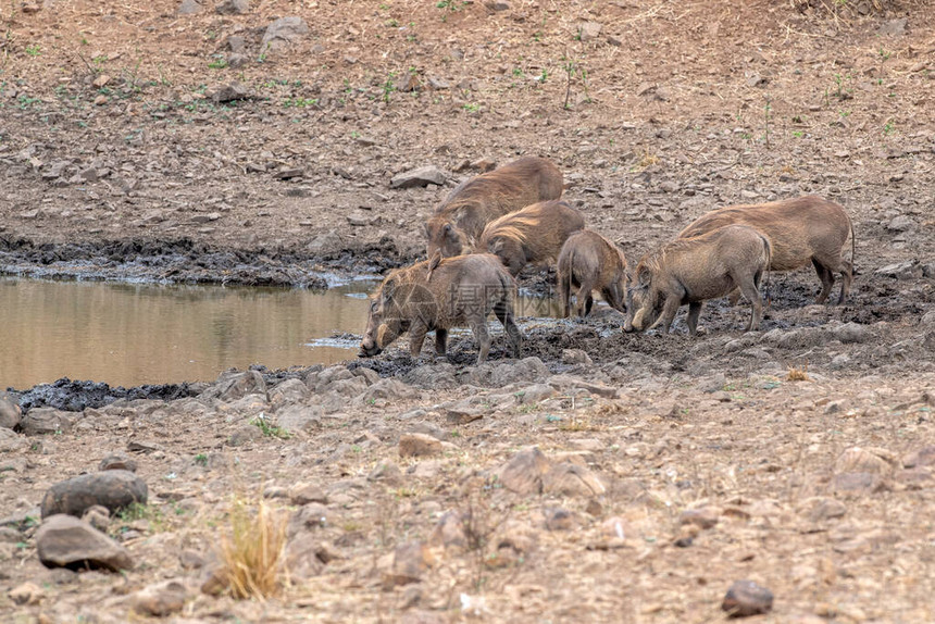 非洲南部Kruger公园饮用水池图片