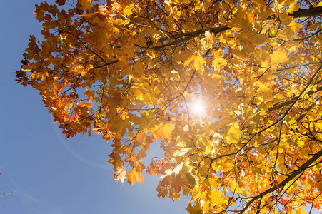 红黄的秋叶与青蓝的天空相对图片
