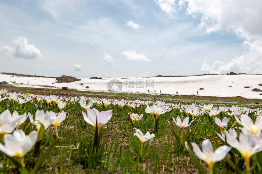 VartoMus城土耳其在瓦尔托哈默彼湖的春天雪滴克罗库斯和紫图片