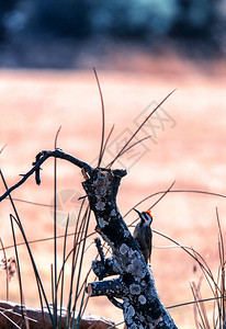 南非的野胡啄木鸟图片