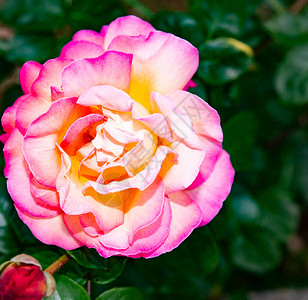花园的玫瑰纹理背景粉红色图片