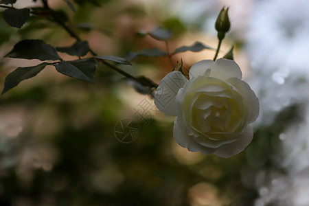 春天开放的天然白玫瑰图片