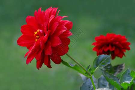 红色的大丽花金莲花到背景图片