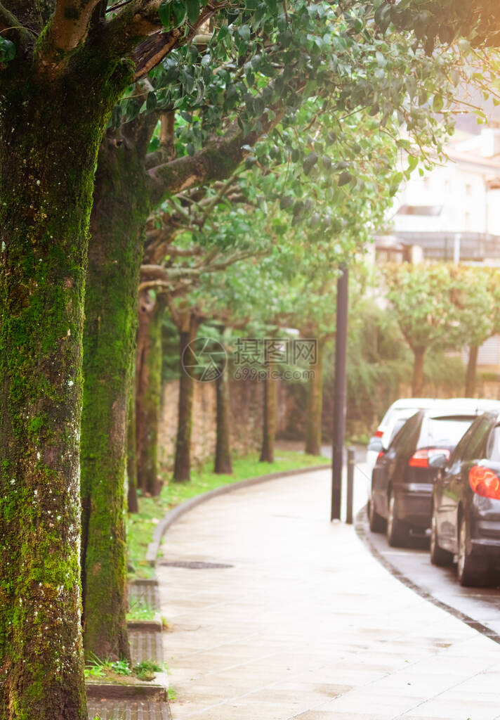 空荡的人行道在人行道和街道旁边长满苔藓和地衣的老树汽车停在路边停车场在曲线路的老树空行人道人图片