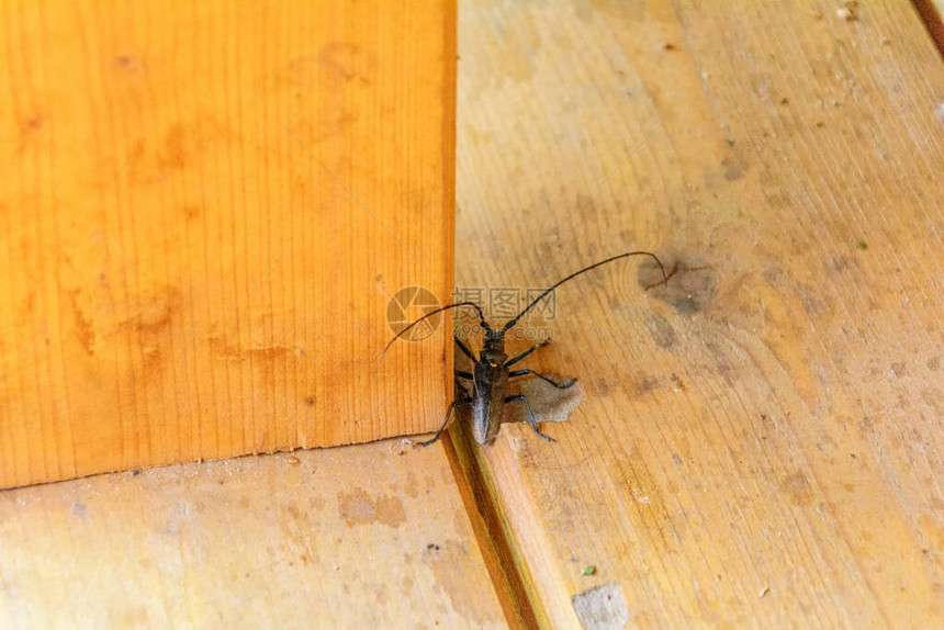 基于阳台栏杆的小野甲虫长角甲虫图片