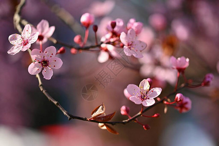 春日本樱桃花自然界盛开的多彩树图片