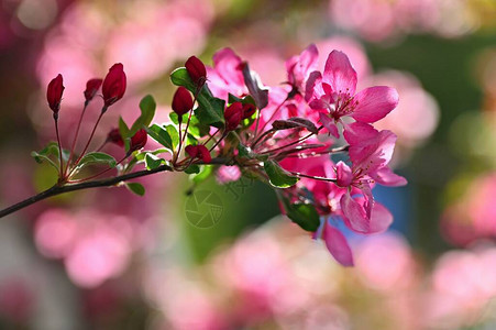 美丽的花树阳光明媚的日子里有太阳的自然场景春天的花朵在春天的图片