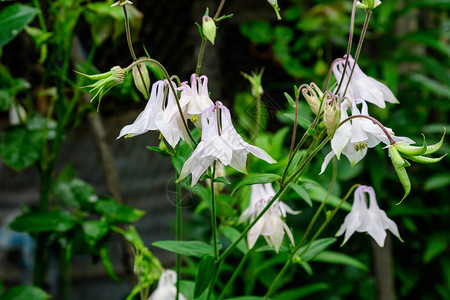 花园里的欧洲鸽子花的白花特写图片