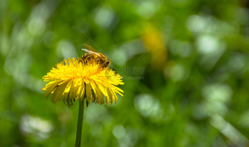 花粉充斥着蜜蜂在野生黄花朵上收集花蜜图片
