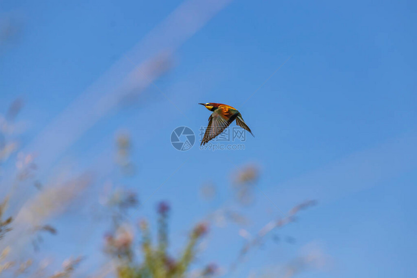 食蜜鸟在阳光明媚的天气中在草地上飞翔背景是美丽的蓝图片