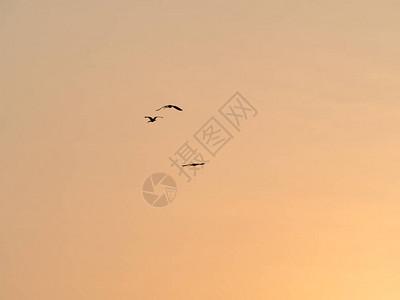 剪影的鸟儿在夕阳的天空中飞翔图片