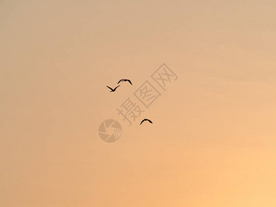剪影的鸟儿在夕阳的天空中飞翔图片