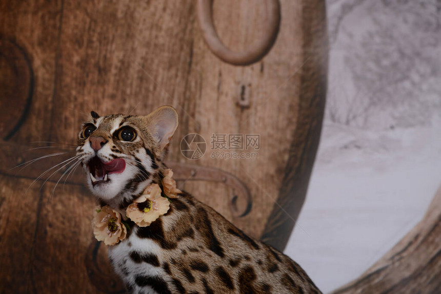 亚利山豹猫非常友好在法语背景语言图片