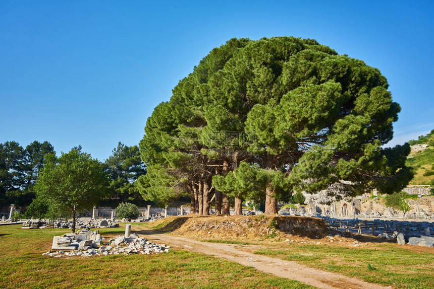 土耳其Seluk附近古希腊城市埃菲苏斯Ephesus的树图片