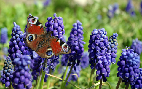 在风信子花的明亮的五颜六色的孔雀蝴蝶花上的蝴蝶盛开的花园蓝图片
