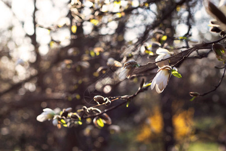 万里挑你花园里有阳光中盛开的白木兰花春园的照片是专门为你背景