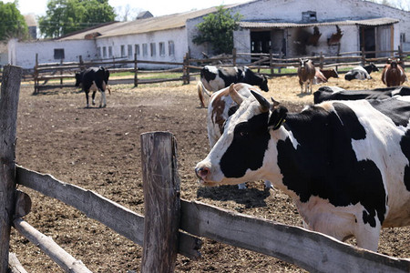 奶牛场在户外前景中的牛图片
