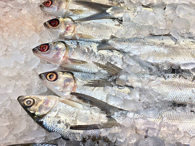 大眼鱼全放在白冰上市场图片